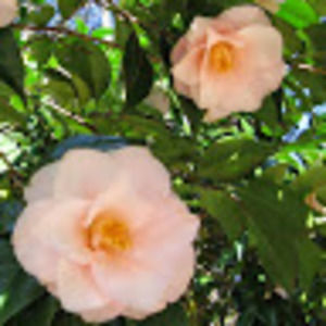 Meet your Posher, Melora